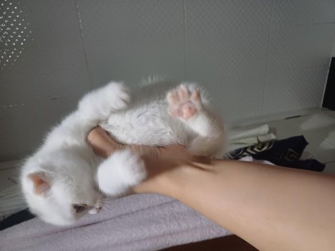 2 aylık anne baba orjinal kediler
