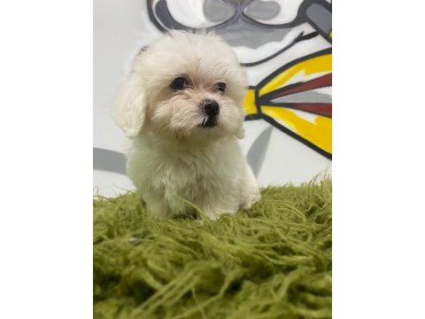 Maltese terrier