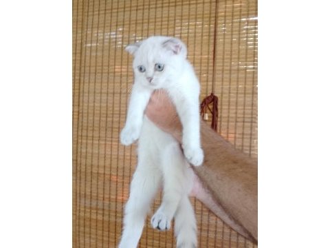 2 dişi 3 erkek 55 günlük yavru british shorthair bebekler