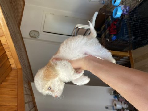 A kalite maltipoo bebek