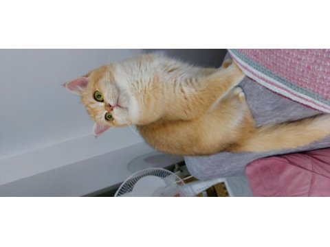 Kaliteli golden ny 12 dişi british shorthair