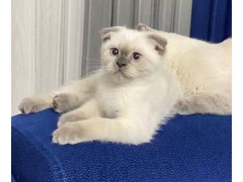 Scottish fold blue point yavru kedisi