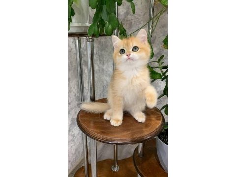 Altın parlaklığında golden british shorthair 