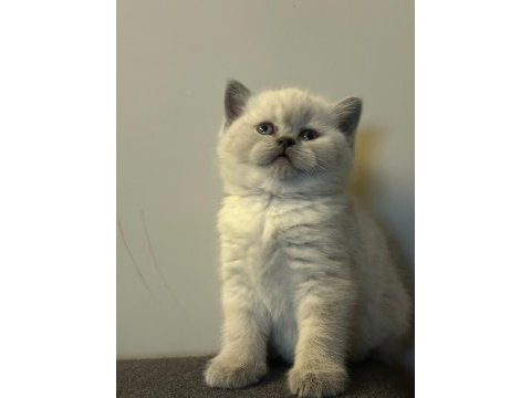 Top kafa british shorthair