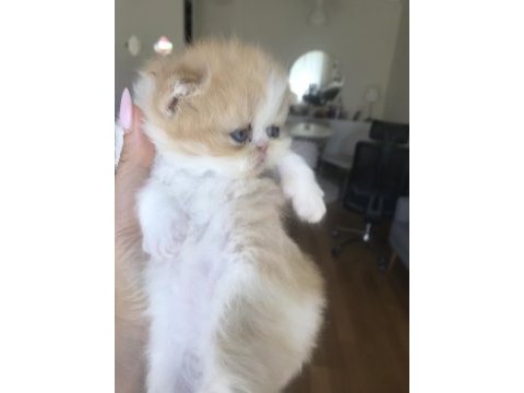 Sevimli exotic shorthair yavru