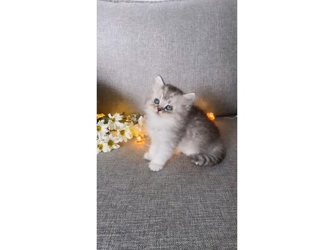 Efsane güzellik british longhair