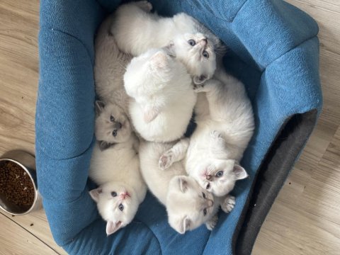 British shorthair lynx point