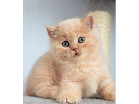 Tarçın cy golden british shorthair
