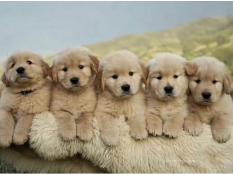 İddialıyız türkiyenin en iyi golden retriever yavruları