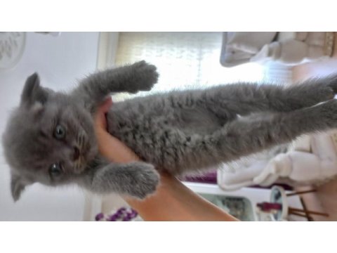 British shorthair yavru kedimiz
