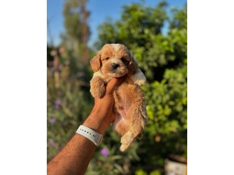 Üst kalite maltipoo bebeklerimiz