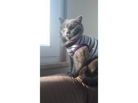 3 yaşında british kedisi