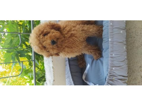 Aşılı teslim poodle yavrular