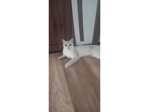 British shorthair 2133 golden point dişi full secereli