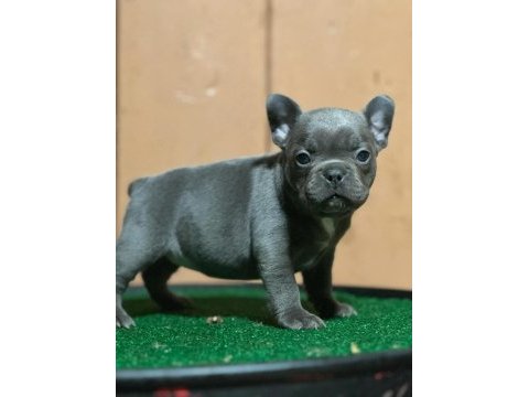 Top kalite blue french bulldog yavrular