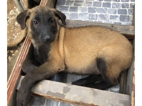 Safkan ırk garantili belçika kurdu