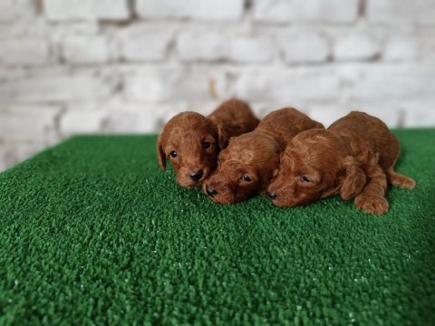 Toy poodle yavrularımız yeni yuvalarının arıyor