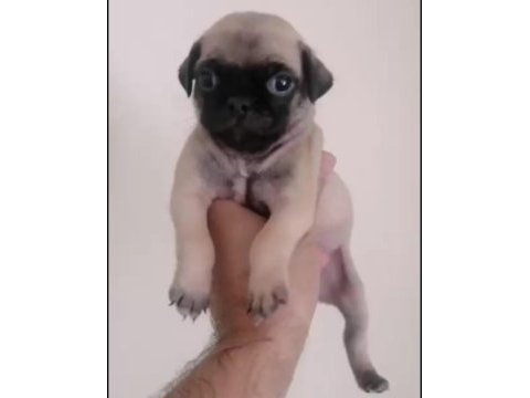 Pug yavrularımız ırk ve sağlık garantili