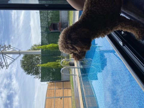 4 yaşında aşıları tam poodle erkek