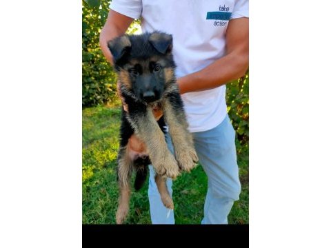 Orjinal alman kurdu yavrular