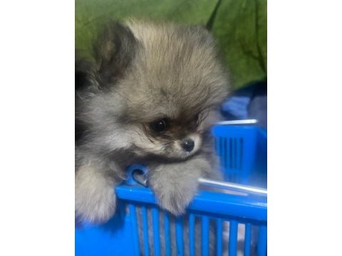 Pomeranian boo köpeği