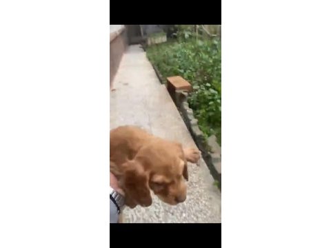 Cocker yavrularımız teslime hazır