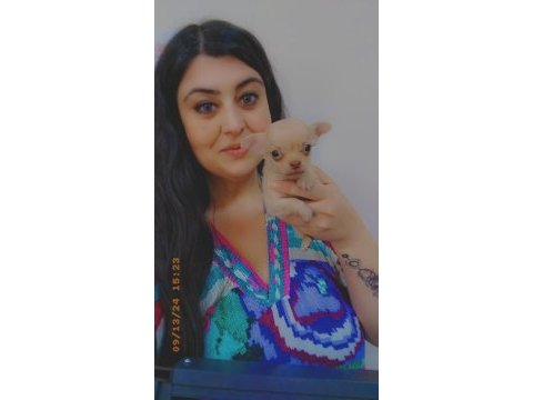 Chihuahua (şivava) yavrular şivava