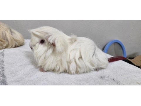 Safkan tek renk peruvian guinea pig bebek