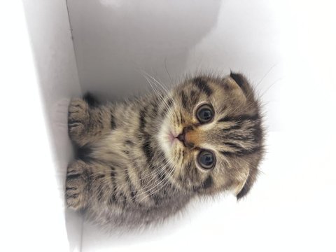 Scottish fold silver