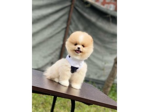 Yeni evlerine gitmeye hazır pomeranian yavruları