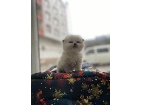 Üst kalite scottish fold bebeklerimiz