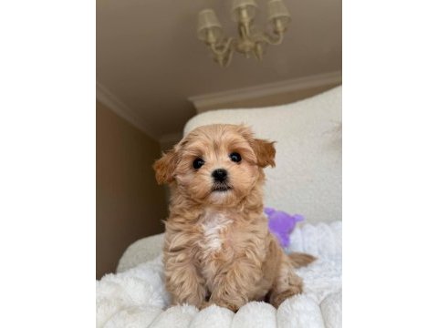 Kore maltipoo köpeklerimiz