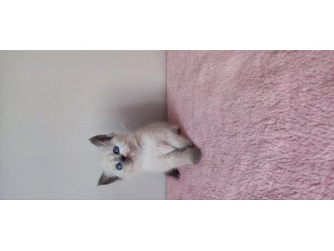 British shorthair yavruları