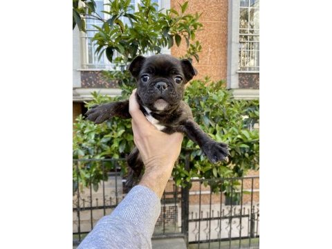 Birbirinden sevimli ve oyuncu french bulldog yavrularımız