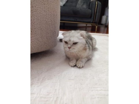 Çok uyguna scottish fold ilk gelen alır