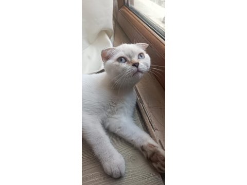 Scottish fold erkek ve dişi