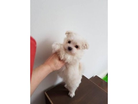 Mini boy maltese terrier 