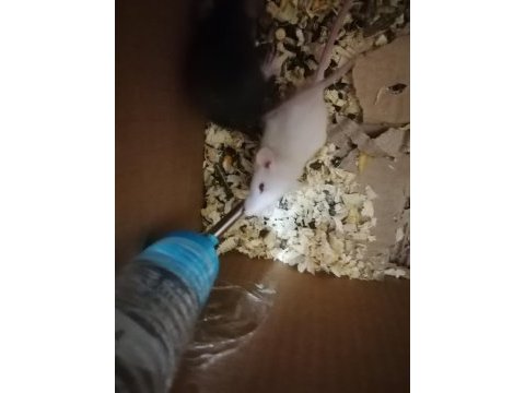 Rat yavruları