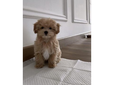 Maltipoo yavrularımız acık ve esmer renk çeşitler
