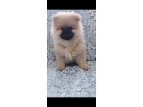 Pomeranian ayı surat