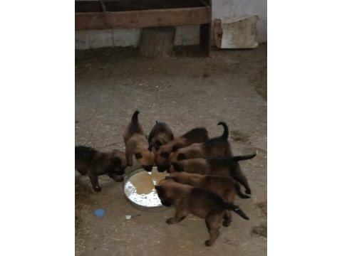 Malinois köpekler