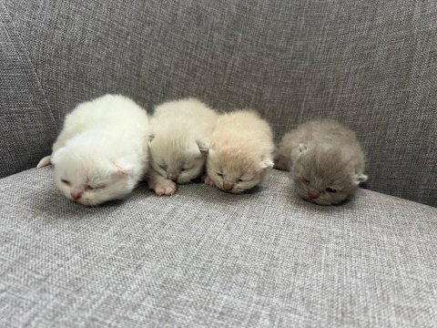British shorthair yavrularım yuvalarını bekliyor