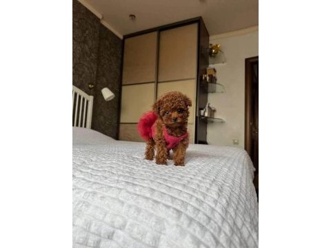 Orijinal toy poodle yavrular gebze