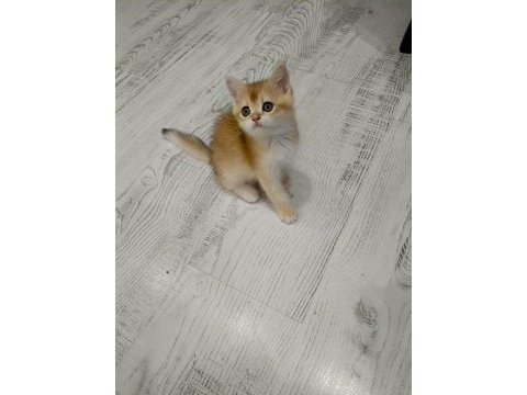 Minicik british shorthair bebişlerim