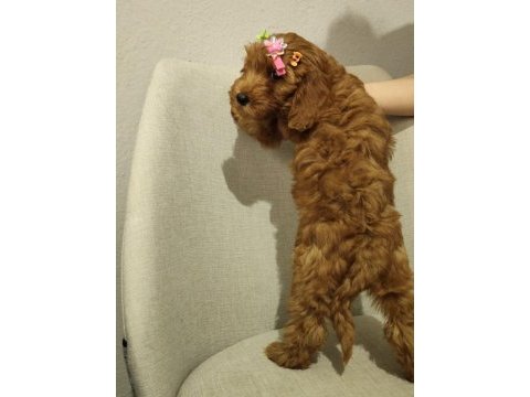 Üst kalite maltipoo yavrum uygun verilecek