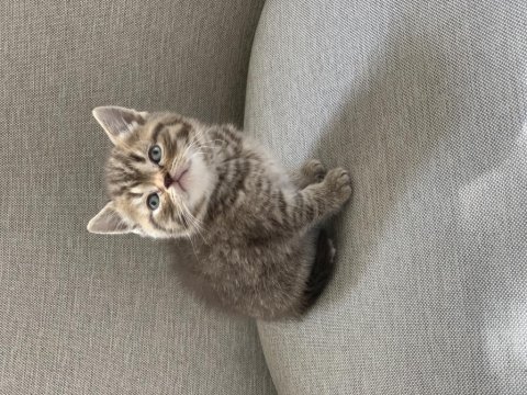 Golden tabby scottish straight