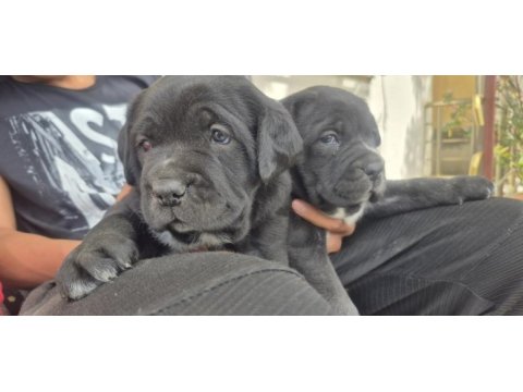 Cane corso yavruları