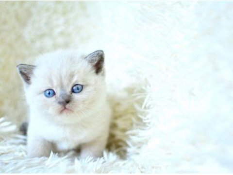 Blue point british shorthair yavru