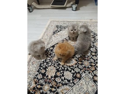 1 anne 2 yavru iran kedisi toplu veya tek