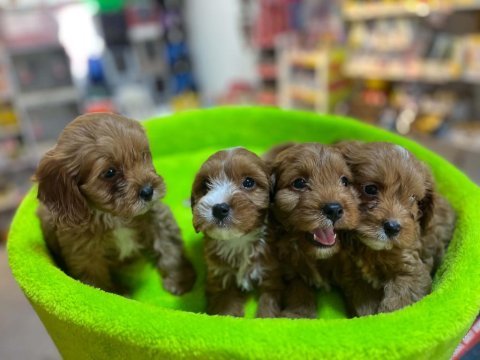 Tüy dökmeyen hipoalerjenik saf kan maltipoo yavrular